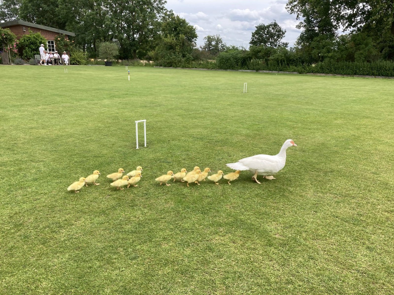 auch weiterer Nachwuchs